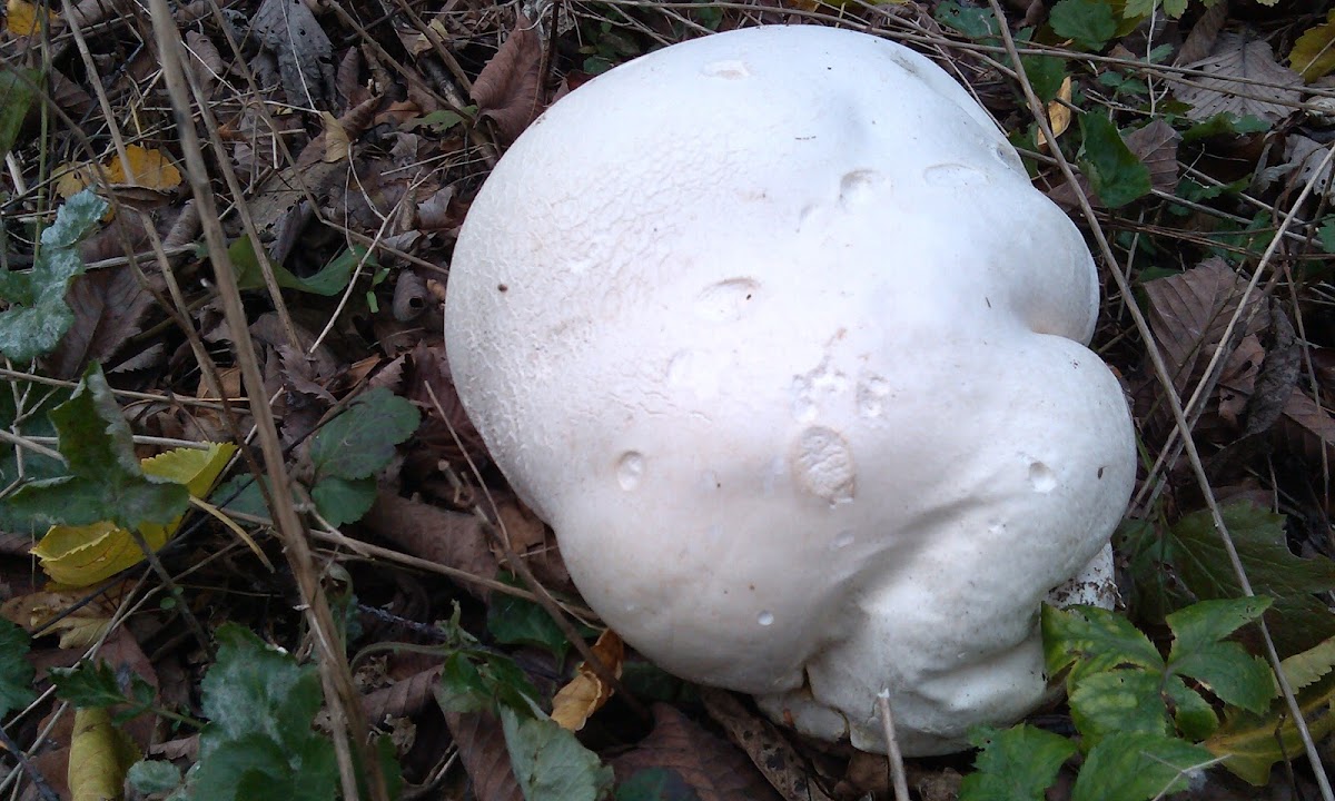 Giant puffball mushroom