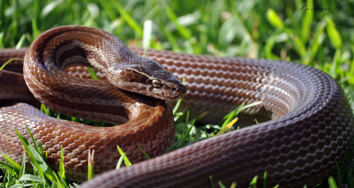 Brown House Snake