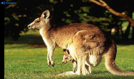 Australian Animals by meesai poster 4