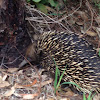 Short-beaked echidna