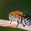 Blue banded bee