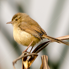 by Sunil Sehgal - Animals Birds