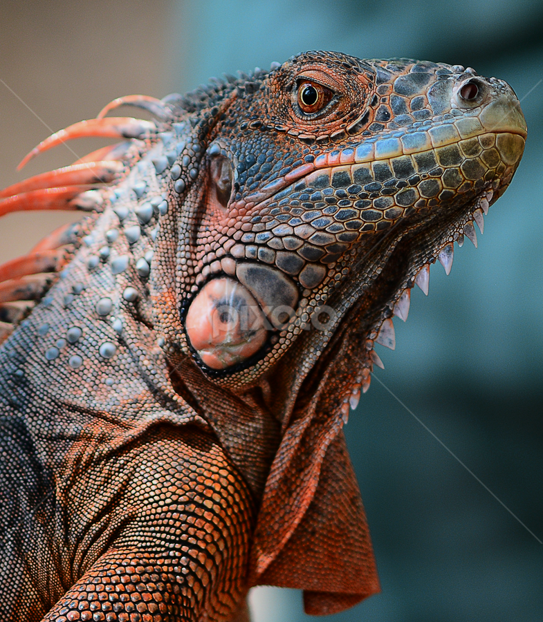Red Iguana by Ajar Setiadi - Animals Reptiles