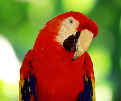 【免費個人化App】Parrot Live Wallpaper-APP點子