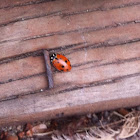 Convergent Lady Beetle