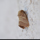 Eastern Tent Moth