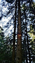 Hirschkäfer am Baum