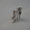 Bonnet Macaque