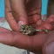 California Toad