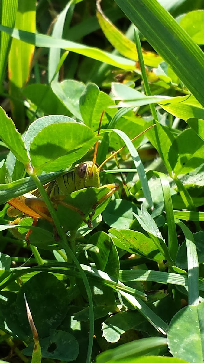 Two Striped Grasshopper