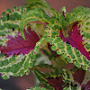 Coleus