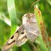 Heliothis Phloxiphaga Moth