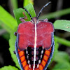 Indian Stink Bug nymph