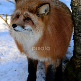 by Kristin Smestad - Animals Other