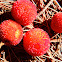 Madroño/Strawberry Tree fruits