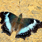 Blue Admiral