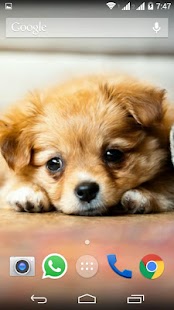 Cute Little Puppies Wallpapers Screenshots 13