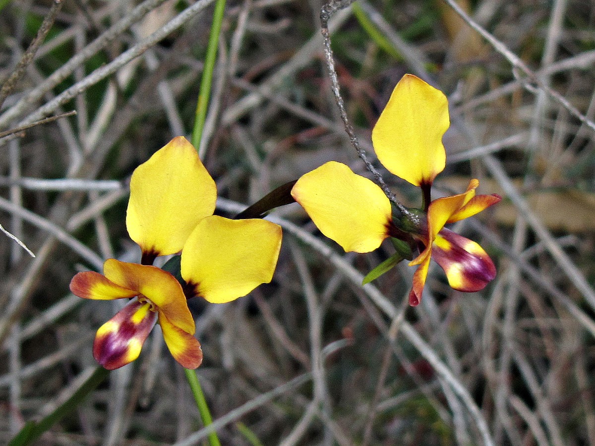Common Donkey Orchid