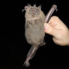 Great Fruit-Eating Bat