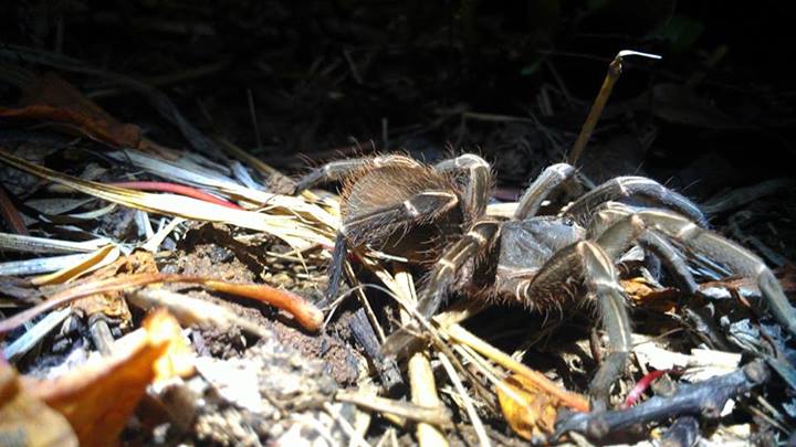 Puerto Rican Pygmy Tarantula