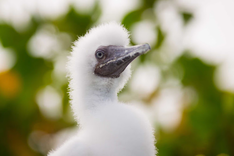 A booby chick on Little Cayman in the Cayman Islands.