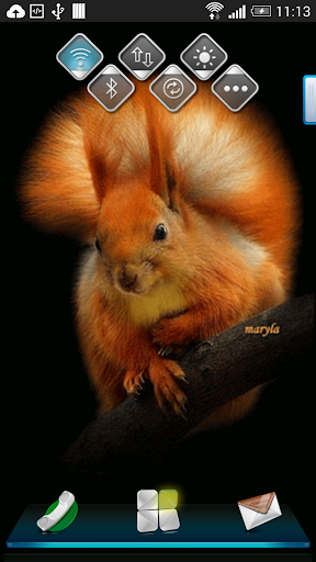 Squirrel Live Wallpaper