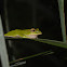 翡翠樹蛙 / Emerald tree frog