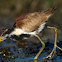 Wattled Jacana (juvenile)