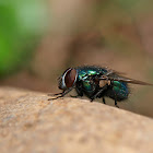 mosca (fly)