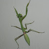 Common green mantis