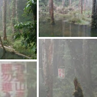 忘憂森林