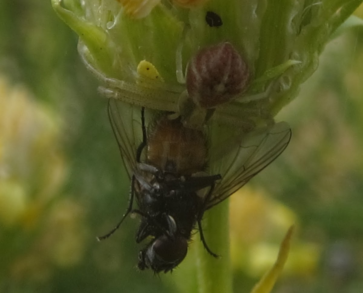 Flower Crab Spider with Fly