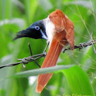Ceylon Paradise Flycatcher(Female)