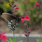 Pipervine swallowtail
