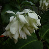 White Mussaenda-Bangkok Rose