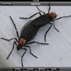 Love bugs/Plecia nearctica