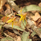 Yellow Trout Lily