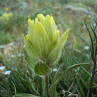 Western Yellow Paintbrush