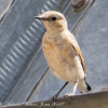 Wheatear; Collalba Gris