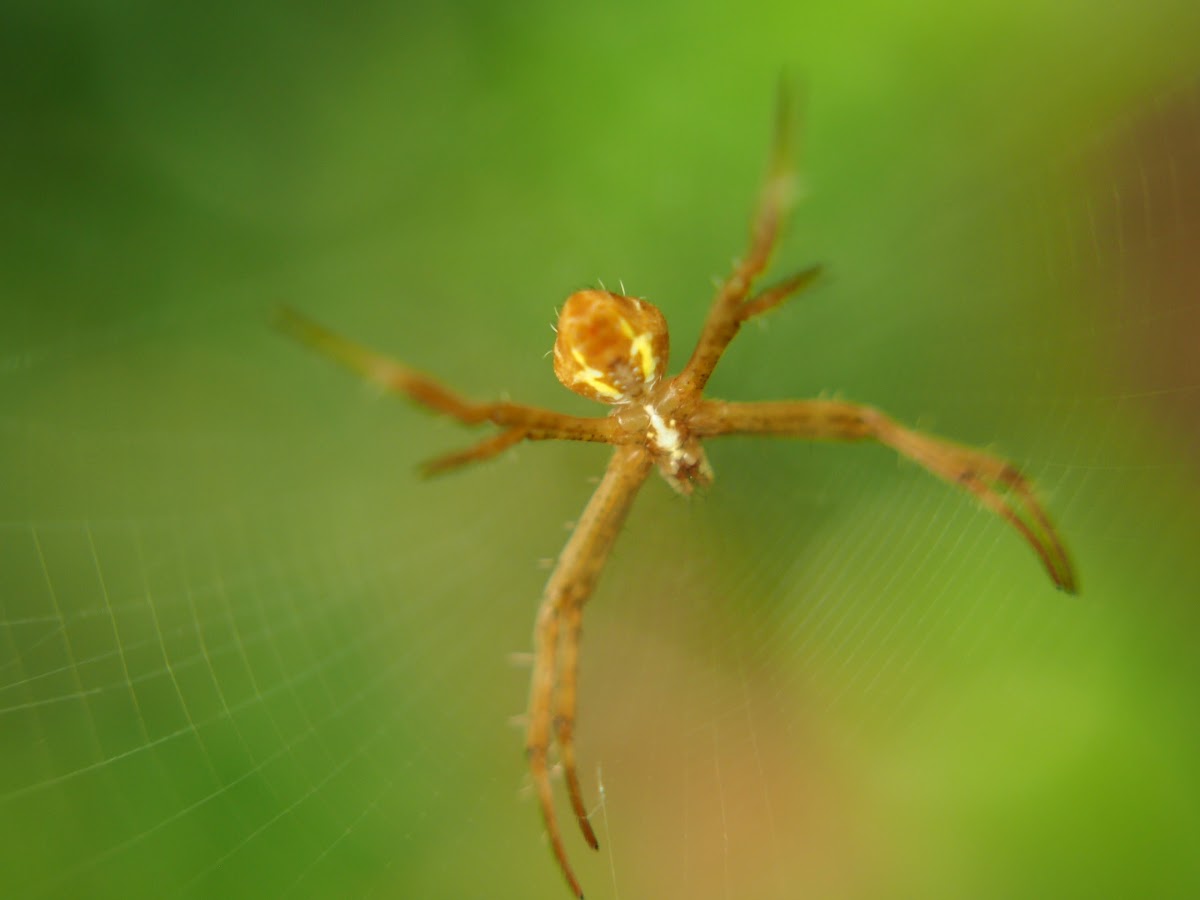 Orb web builder spider