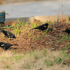 Red-winged Blackbird Flock