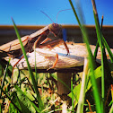 European Praying mantis