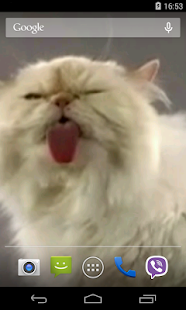 Cat screen licks Video LWP(圖3)-速報App