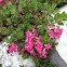 Rhododendron ferrugineux ou Laurier-rose des Alpes