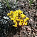 Stonecrop- Sedum stenopetalum