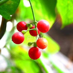 by Mrinmoy Dalabar - Nature Up Close Trees & Bushes
