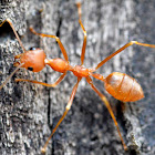 Weaver Ant