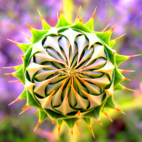 by Adnan Mirani - Nature Up Close Other plants