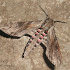 Convolvulus Hawk-moth