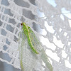 Eastern Green Lacewing